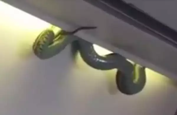 Passengers in an airplane scamper as snake drops out from an overhead locker